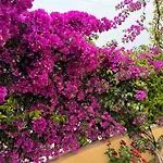 Villino Norsi * بورتوفيرّايو